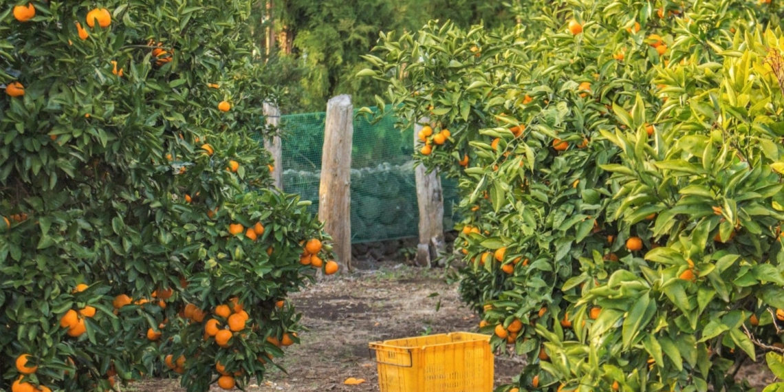 Mzansi's citrus industry is still picking up the pieces after enduring a chaotic citrus season this year. Photo: