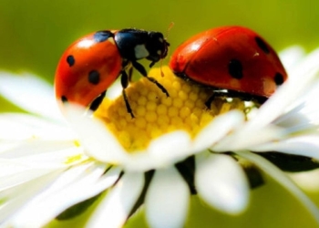 Following a merger with Andermatt Biocontrol, Madumbi Sustainable Agriculture is now known as Andermatt Madumbi. The company says the merger accelerates its mission to change the way that food is grown. Photo: Supplied/Food For Mzansi