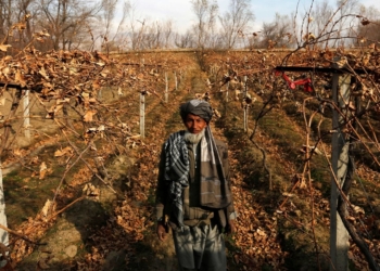 Apart from opium, wheat is the key agricultural export in Afghanistan. Photo: SkyNews