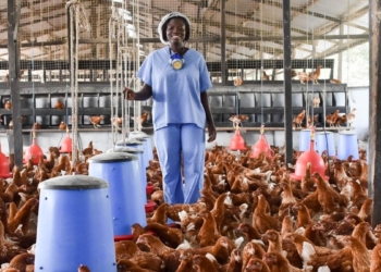 In celebration of Women’s Day, the South African Poultry Farmers and Suppliers Association (SAPFSA) will be setting up two future farmers with everything they will need to start chicken farming. Photo: Supplied/Food For Mzansi