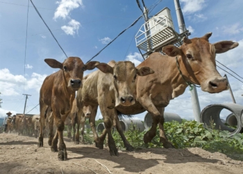 Impoundment controversyurged to vaccinate their cattle, sheep and goats against Rift Valley fever. Photo: Supplied/WHO/TDR/Simon Lim
