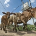 Impoundment controversyurged to vaccinate their cattle, sheep and goats against Rift Valley fever. Photo: Supplied/WHO/TDR/Simon Lim