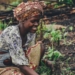 smallholder farmers