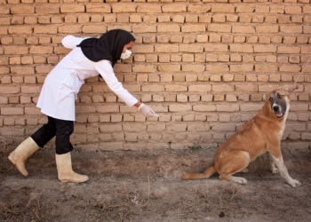 World Rabies Day is a global day of action and awareness dedicated to rabies prevention. Photo: Supplied/Flickr