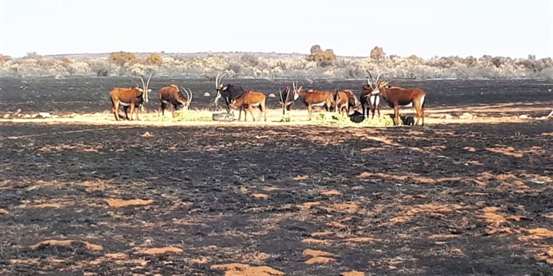 Farmers in the Free State suffered huge losses recently with more than 340 000 hectares of agricultural land having been engulfed. Photo: Supplied/Food For Mzansi