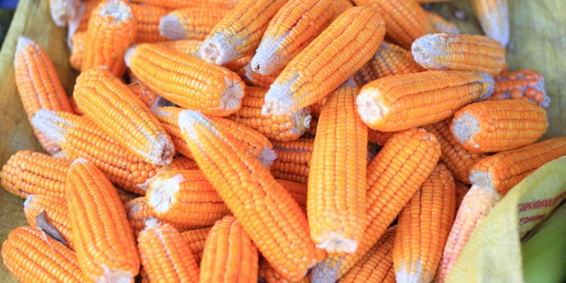 Nigeria has given the go-ahead for GMO maize to be planted and harvested in the country. Its certificate will expire in 2024. Photo: Supplied/Food For Mzansi