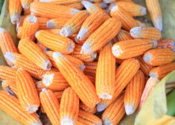 Nigeria has given the go-ahead for GMO maize to be planted and harvested in the country. Its certificate will expire in 2024. Photo: Supplied/Food For Mzansi