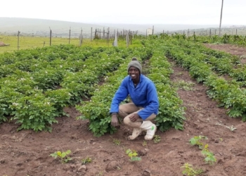 Simanye Sonkebe is a small scale farmer for Dutywa in the Eastern Cape with hopes of being a commercial farmer one day. Photo: Supplied/ Food For Mzansi
