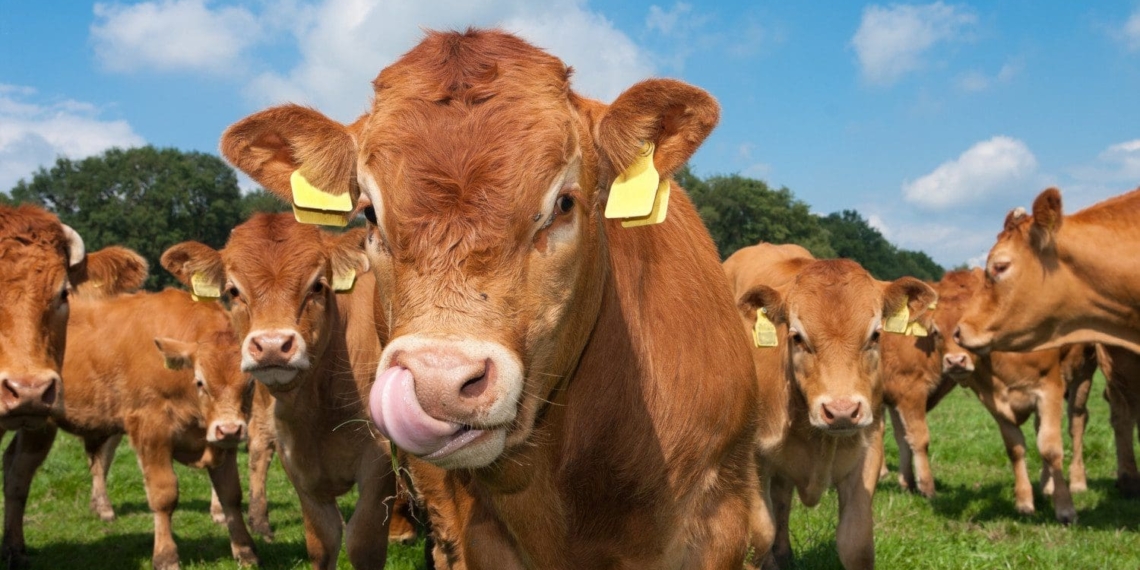 It's important to acknowledge that rearing a successful heifer starts at birth and not when she is pregnant or close to calving. This makes the health status of young calves vital, writes Riaan van der Walt, technical manager at Meadow Feeds.