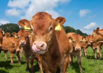 It's important to acknowledge that rearing a successful heifer starts at birth and not when she is pregnant or close to calving. This makes the health status of young calves vital, writes Riaan van der Walt, technical manager at Meadow Feeds.