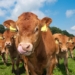 It's important to acknowledge that rearing a successful heifer starts at birth and not when she is pregnant or close to calving. This makes the health status of young calves vital, writes Riaan van der Walt, technical manager at Meadow Feeds.