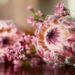 protea flower farming