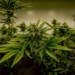 indoor cannabis farming