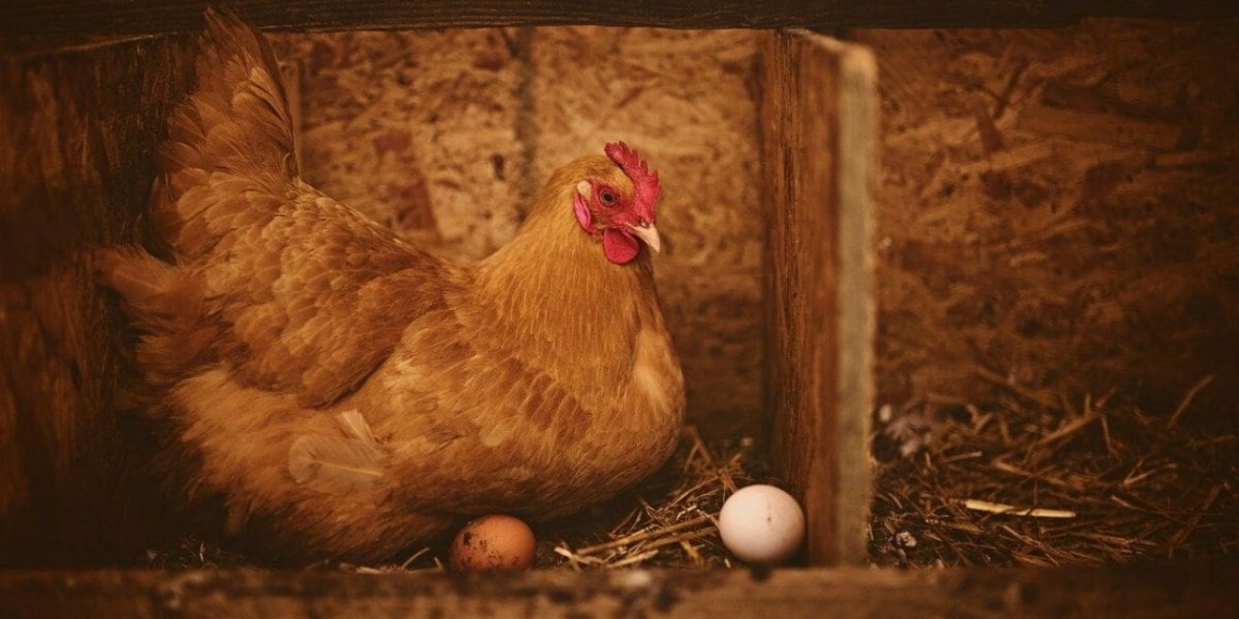 chicken farming