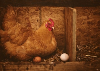 chicken farming