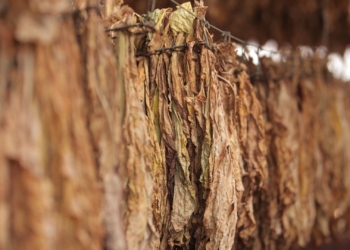 The illicit cigarette trade has already led to the demise of many tobacco farmers across South Africa. Photo: Supplied/Food For Mzansi