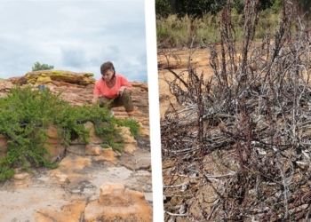 resurrection plant