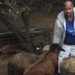 Sipho Shibe uses Voermol Molasses Meal to ensure that his animals are well-nourished and strong. Photo: Supplied/Food for Mzansi