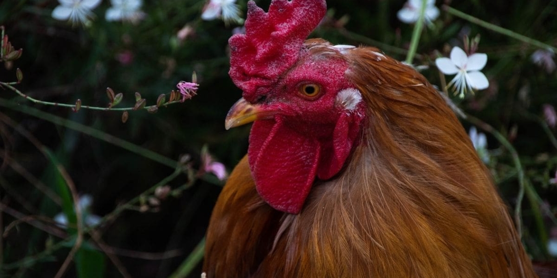 The SAPFSA membership has doubled since it was founded in 2019. Photo: Unsplash/Aaron Jones