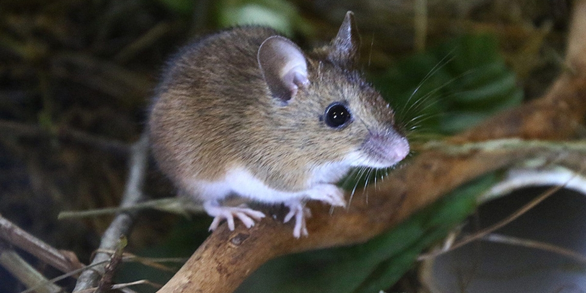 Climate change is leading to animals evolving to adapt to warmer climates. One of the animals that has undergone gradual change is the wood mouse. Photo: Supplied/Food For Mzansi