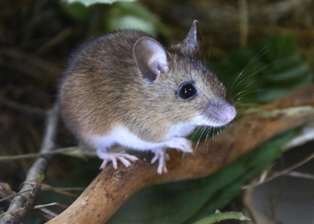 Climate change is leading to animals evolving to adapt to warmer climates. One of the animals that has undergone gradual change is the wood mouse. Photo: Supplied/Food For Mzansi