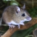 Climate change is leading to animals evolving to adapt to warmer climates. One of the animals that has undergone gradual change is the wood mouse. Photo: Supplied/Food For Mzansi