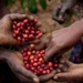 The taste of Uganda coffee is often described as typical of what you would find in East Africa. These coffee beans are rich in flavours and texture. Photo: Supplied/Food For Mzansi