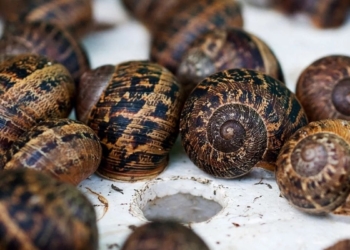 There are many different types of snails to farm with, all of which can be used in either the cosmetics or the food industry. Photo: Supplied/Food For Mzansi