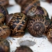 There are many different types of snails to farm with, all of which can be used in either the cosmetics or the food industry. Photo: Supplied/Food For Mzansi