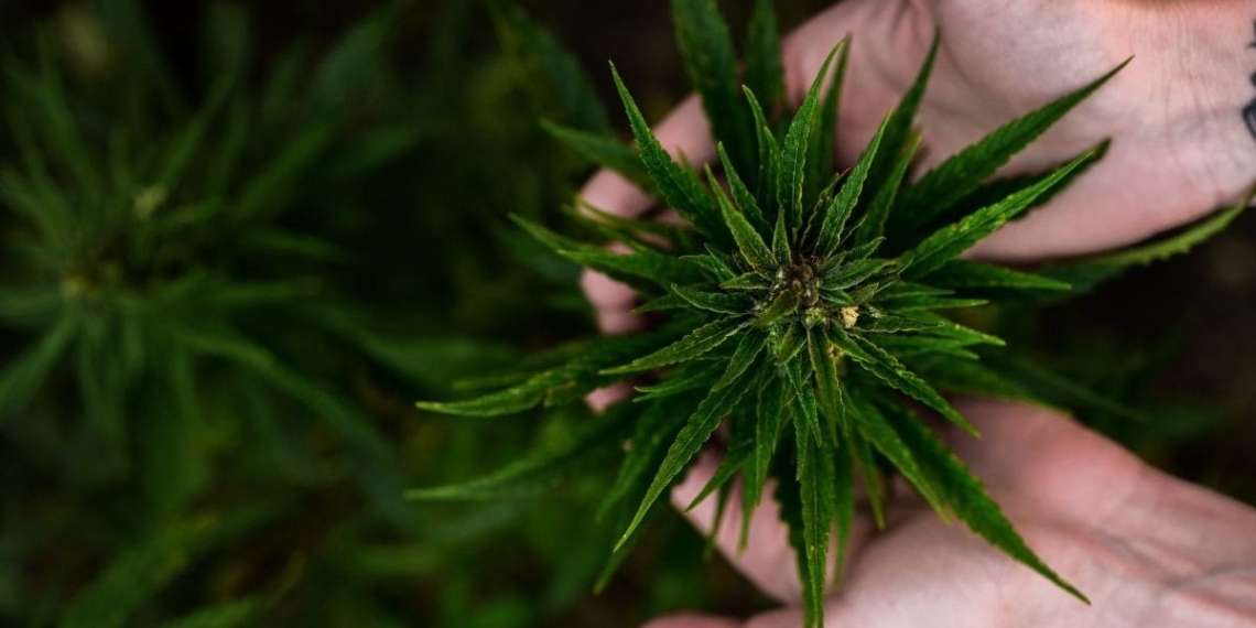 MEC Desbo Mohono has encouraged farmers in the Northwest to tap into the cannabis market as it could unlock economic opportunities for the province at large. Photo: Supplied/Food For Mzansi