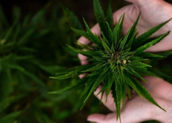 MEC Desbo Mohono has encouraged farmers in the Northwest to tap into the cannabis market as it could unlock economic opportunities for the province at large. Photo: Supplied/Food For Mzansi