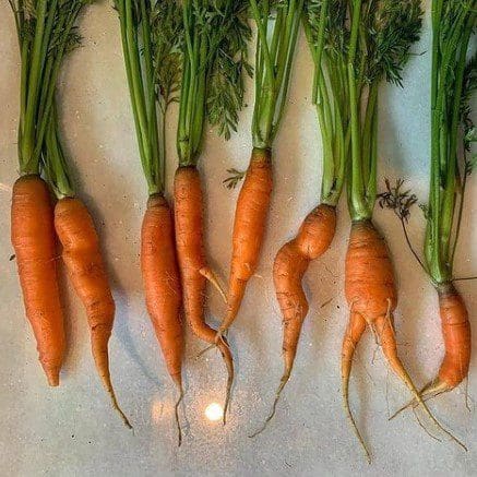 "We don't send these ones to the market. But I can't help it - I'm obsessed with these crazy carrots. They have so much personality." Photo: Masimbonge Vuma