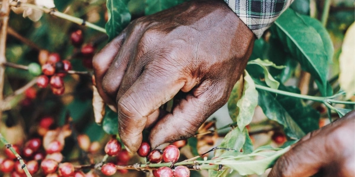 Small-scale farmers in the country are bearing the brunt of the challenges that farmers across the country are facing. As a result commercial farmers have come to the fore to assist them to keep their business afloat. Photo: Supplied/Food For Mzansi
