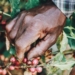 Small-scale farmers in the country are bearing the brunt of the challenges that farmers across the country are facing. As a result commercial farmers have come to the fore to assist them to keep their business afloat. Photo: Supplied/Food For Mzansi