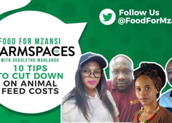 This week on Food for Mzansi #FarmSpaces, we explore how to cut costs on animal feed. Photo: Supplied/Food for Mzansi.