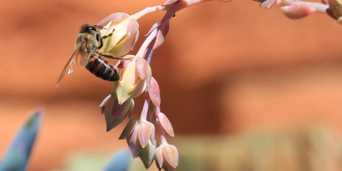 Cape Honeybee gathering pollen from a rock rose flower - South Africa. Photo: Shutterstock/The Conversation