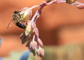 Cape Honeybee gathering pollen from a rock rose flower - South Africa. Photo: Shutterstock/The Conversation