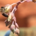 Cape Honeybee gathering pollen from a rock rose flower - South Africa. Photo: Shutterstock/The Conversation