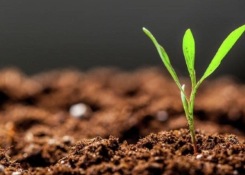 The role of soil carbon in climate mitigation
