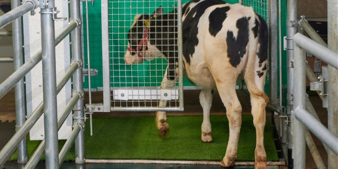 MooLoo to the rescue: Researchers have found cows can be taught to use a toilet, which they say could help farmers reduce water contamination and greenhouse gas emissions. Photo: Supplied/Food For Mzansi