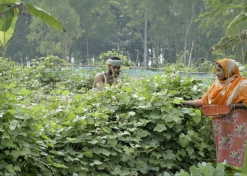 ecological farming