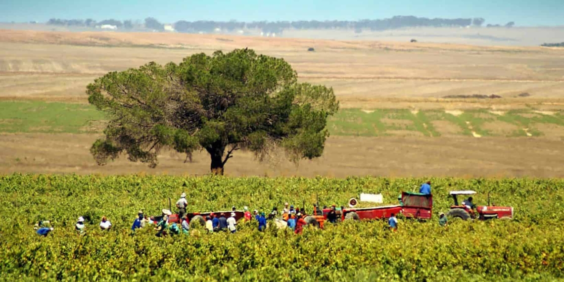 Mandatory vaccination: Role players in the agricultural sector say that the country's food security will remain protected when the women and men responsible for South Africa’s food supply, are healthy and vaccinated. Photo: Supplied/Pexels