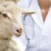 It is essential that all lame sheep are caught, lameness identified and treated effectively. Photo: Supplied/Food For Mzansi