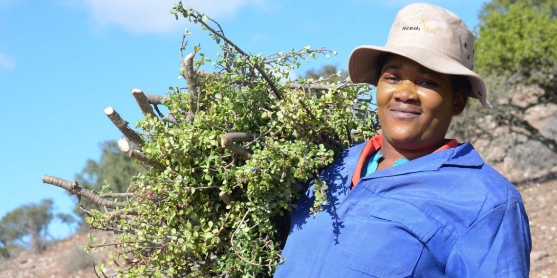 It is imperative not to forget the people behind the restoration process, fair treatment, and the capacity- building potential to restore livelihoods through the spekboom projects in the Eastern Cape. Photo: Supplied/Food For Mzansi