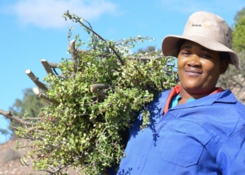 It is imperative not to forget the people behind the restoration process, fair treatment, and the capacity- building potential to restore livelihoods through the spekboom projects in the Eastern Cape. Photo: Supplied/Food For Mzansi