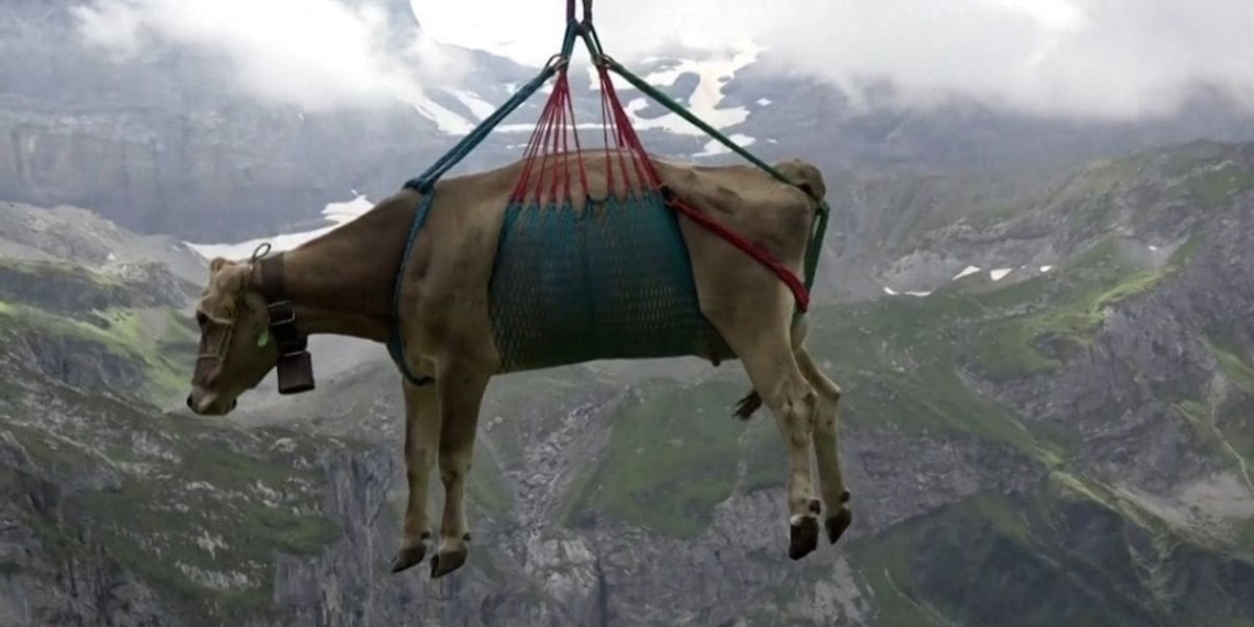 A Swiss cows being airlifted off mountain pastures ahead of an annual parade in Klausenpass. Photo: Supplied/Sky News