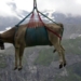A Swiss cows being airlifted off mountain pastures ahead of an annual parade in Klausenpass. Photo: Supplied/Sky News