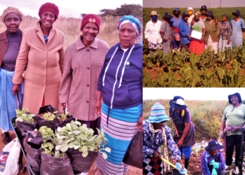 A group elderly women are growing veggies on dumping site to feed their community while encouraging youth to take interest in farming. Photo: Supplied/Food For Mzansi