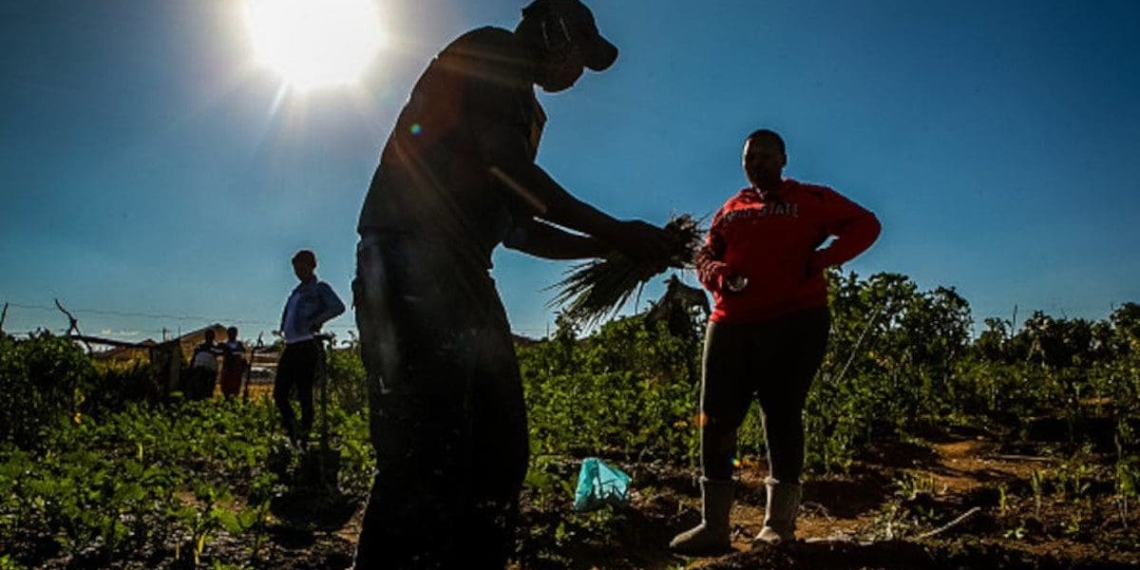 How Covid-19 has impacted black farmers in South Africa.
