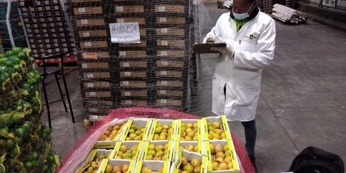 Temperatures in cold storage and ripening rooms at the Johannesburg market have not been maintained, resulting in significant losses to producers. Photo: Supplied/Joburg Market